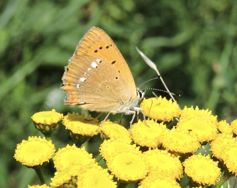 Scarce Copper - Lycaenae virgaureae - Vitflckig guldvinge.jpeg