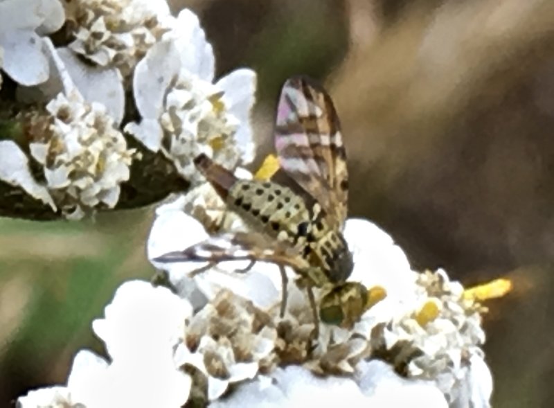 Urophora jaceana.jpg