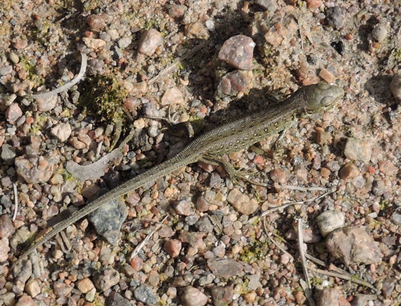 Sanddla - Lacerta agilis, juvenile - .jpeg