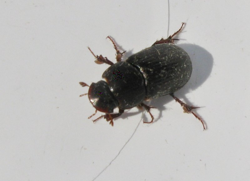 Aphodius rufipes - Aftondyngbagge.jpeg