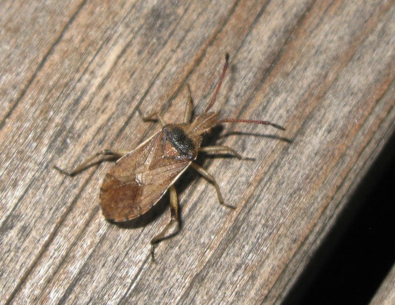 Coreidae - Bredkantskinnbaggar