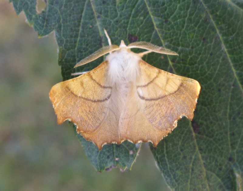 Alflikmtare - Ennomos alniaria -  .jpg