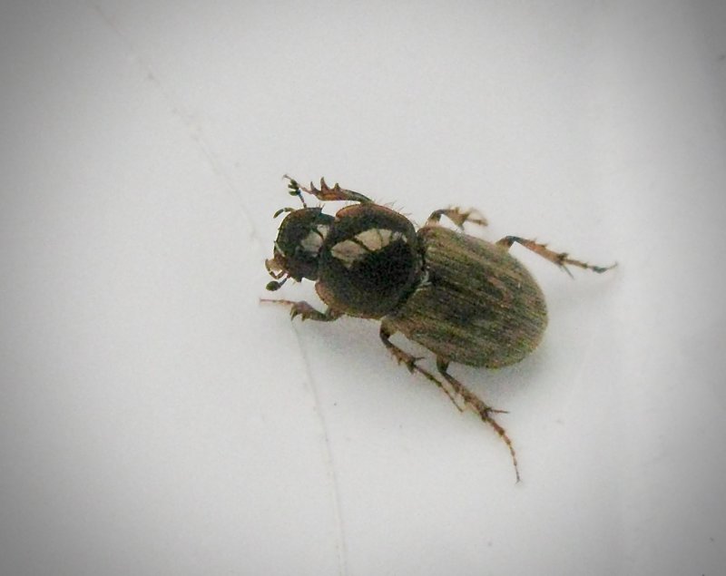 Aphodius contaminatus - Fransdyngbagge.jpeg