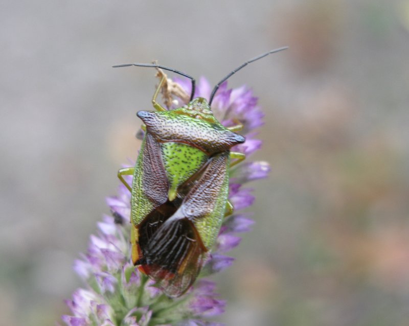 Acanthosoma haemorrhoidale - Hagtornsbärfis .jpg
