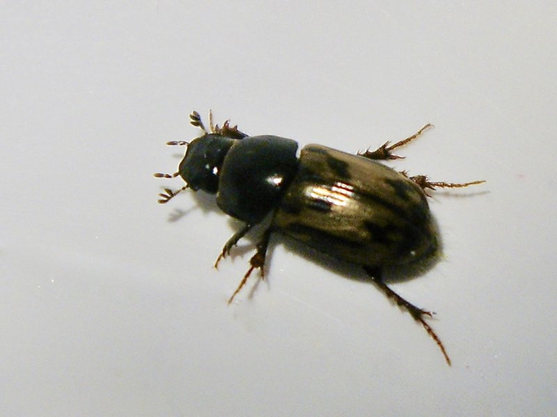 Aphodius distinctus - Flckig dyngbagge.jpeg