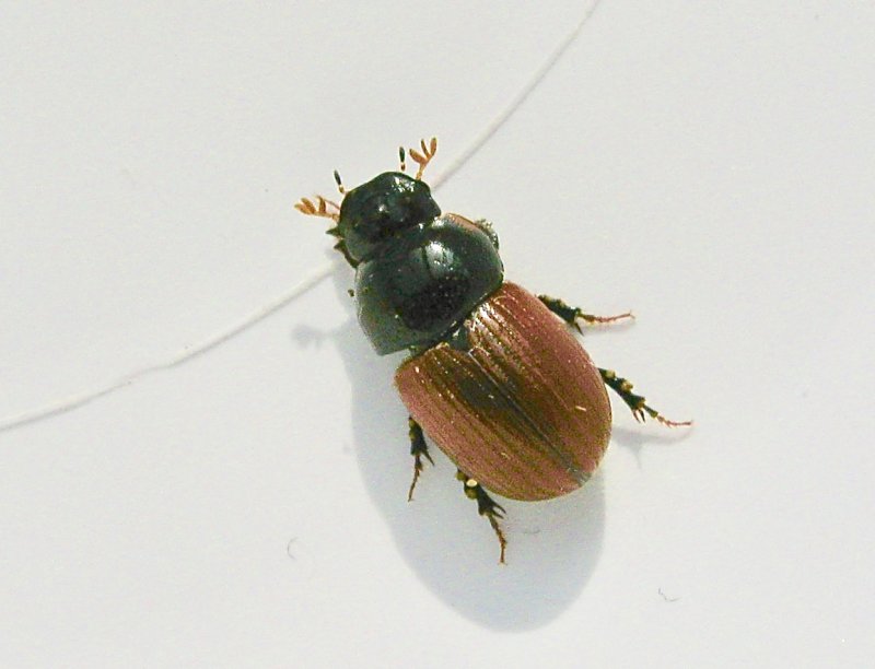 Aphodius pedellus - Rdvingad dyngbagge.jpeg