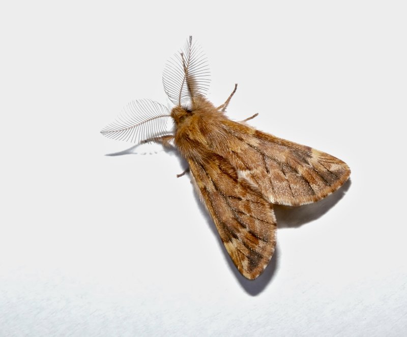 Fjderbrare - Ptilophora plumigera.jpeg