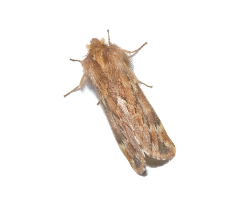 Fjderbrare - Ptilophora plumigera.jpeg