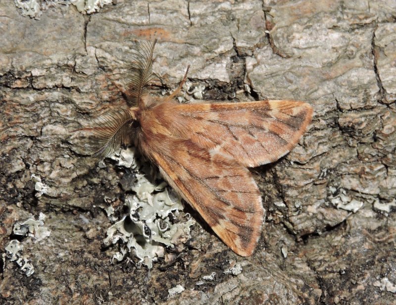 Fjderbrare - Ptilophora plumigera.jpeg