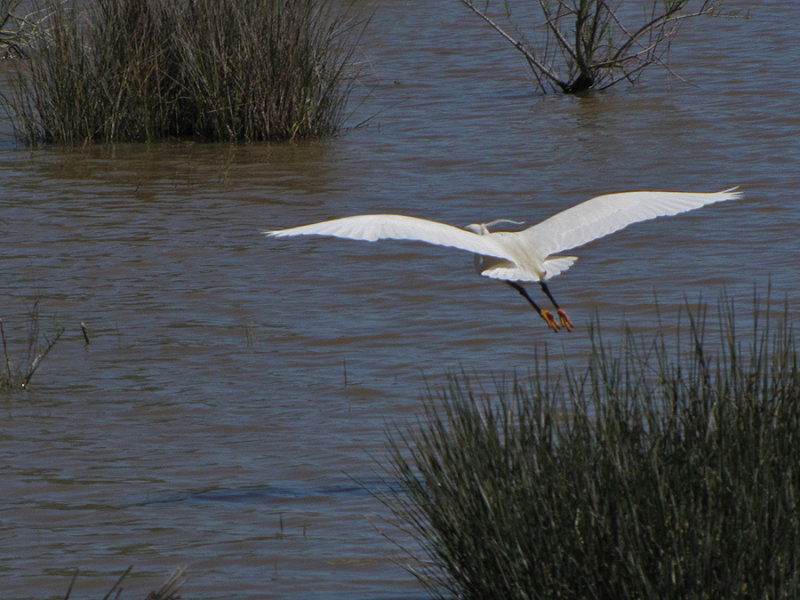 Little Egret - Silkeshger.jpg