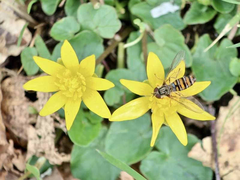 Svalrt med blomfluga.jpeg