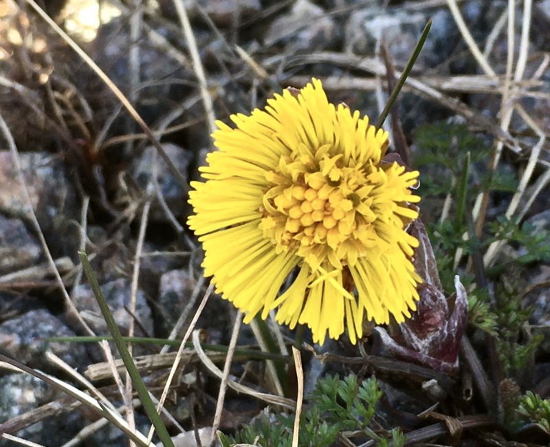 Tussilago.jpeg