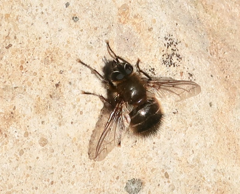 Tachina ursina