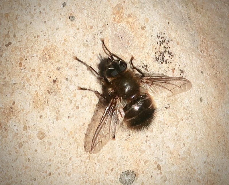 Tachina ursina