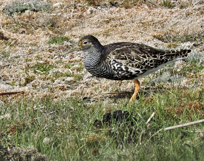 Ruff - Calidris pugnax - Brushane.jpg