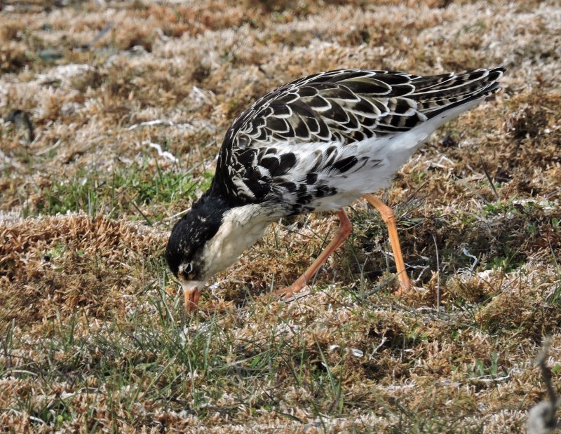 Ruff - Calidris pugnax - Brushane.jpg