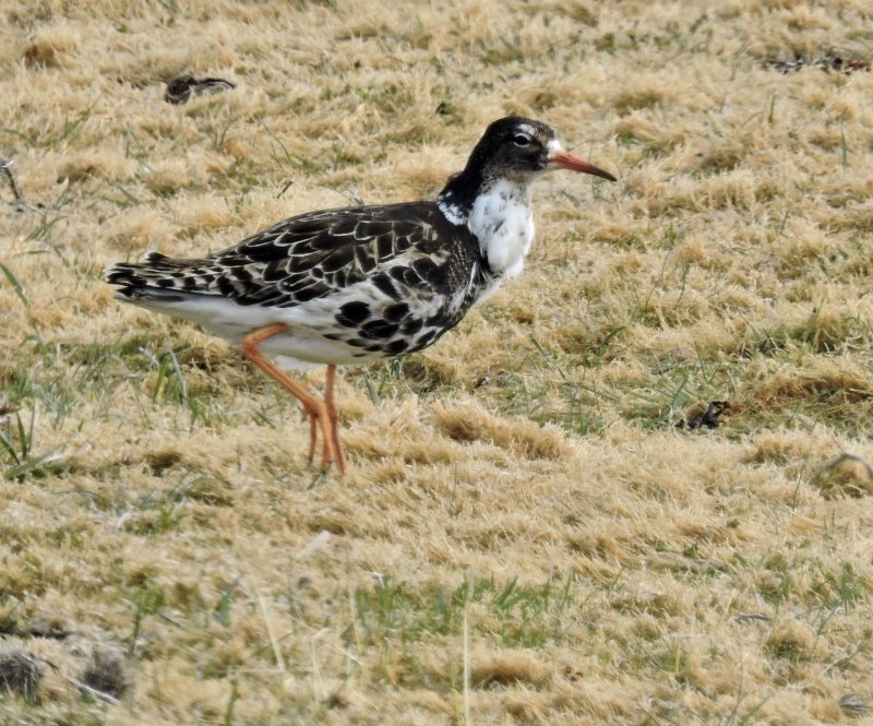 Ruff - Calidris pugnax - Brushane.jpg