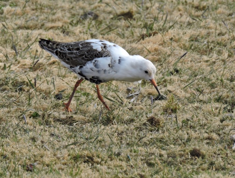 Ruff - Calidris pugnax - Brushane.jpg