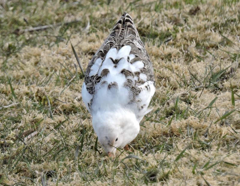 Ruff - Calidris pugnax - Brushane.jpg