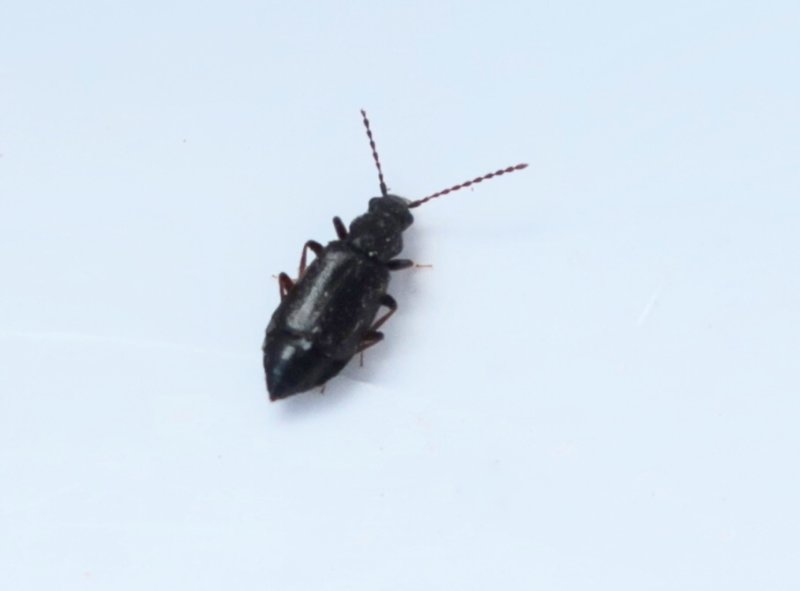 Lesteva longoelytrata.jpeg