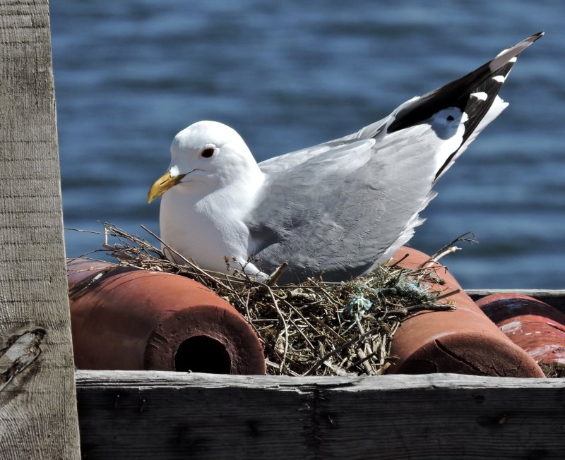 Common Gull - Fiskms.jpeg