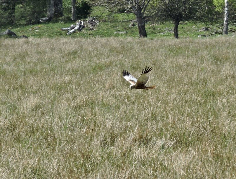 Marsh Harrier - Brun krrhk .jpg