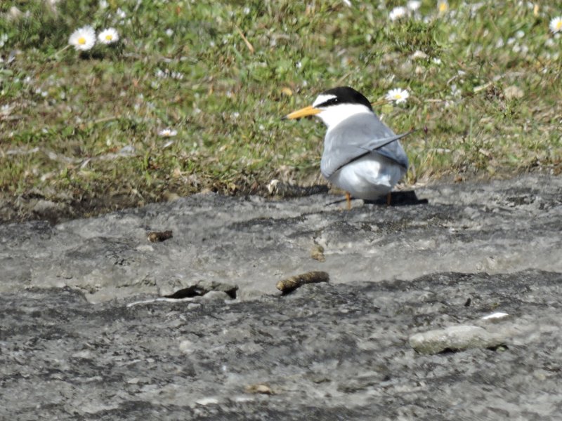 Little Tern - Sternula albifrons - Smtrna.jpeg