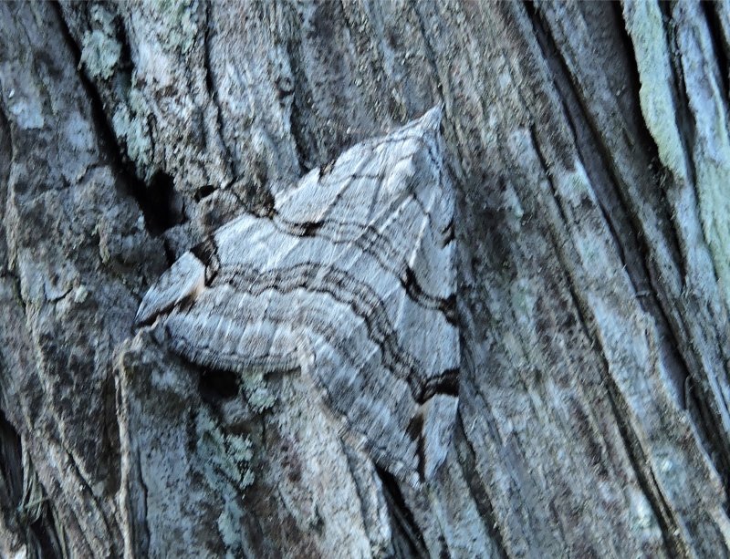 Mellantaggmtare - Aplocera plagiata.jpeg