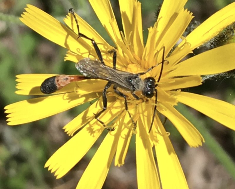 Ammophila pubescens.jpeg