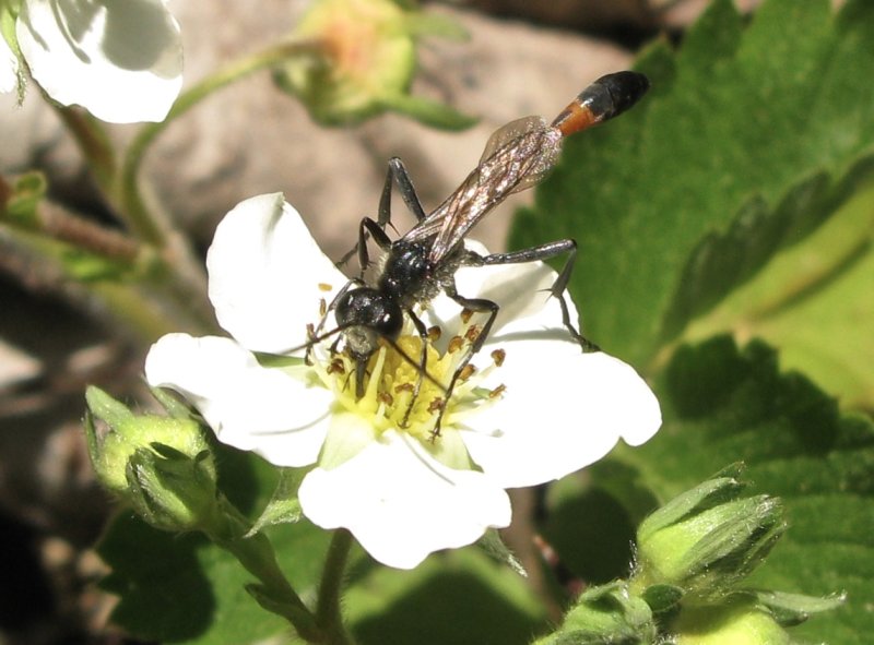 Ammophila pubescens .jpeg