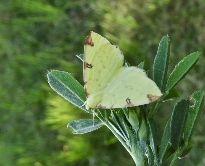 Citronmtare - Opisthograptis luteolata.jpeg