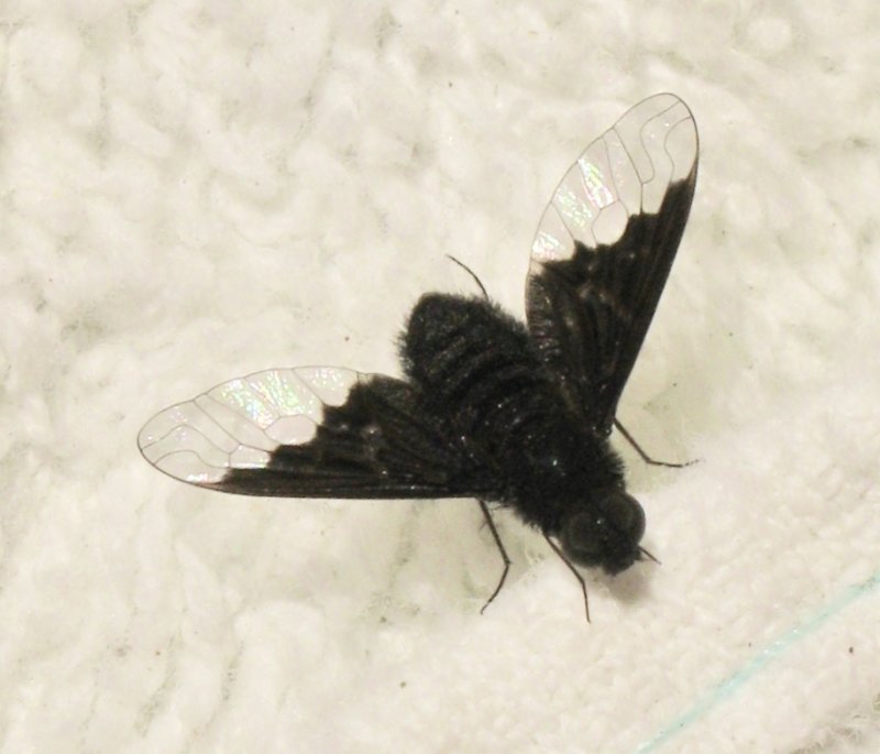 Hemipenthes morio.jpeg