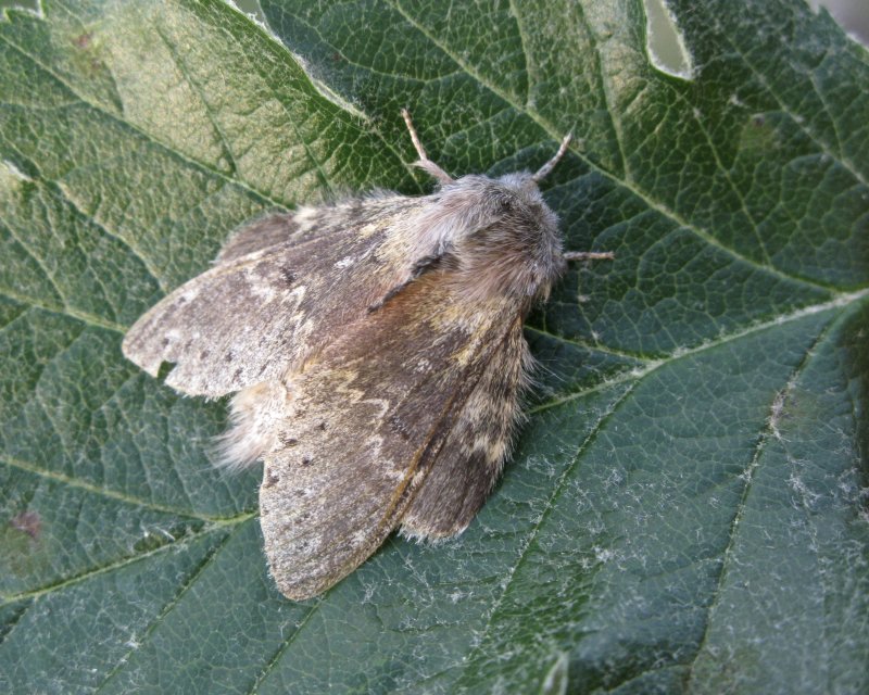 Ekorrspinnare - Stauropus fagi.jpeg