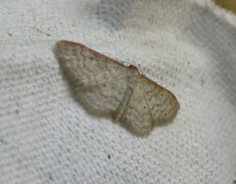 Rdbrmad lvmtare - Idaea humiliata.jpeg