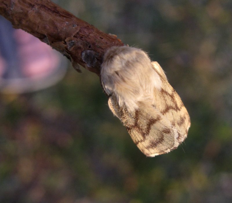 ngsringspinnare - Malacosoma castrense.jpeg