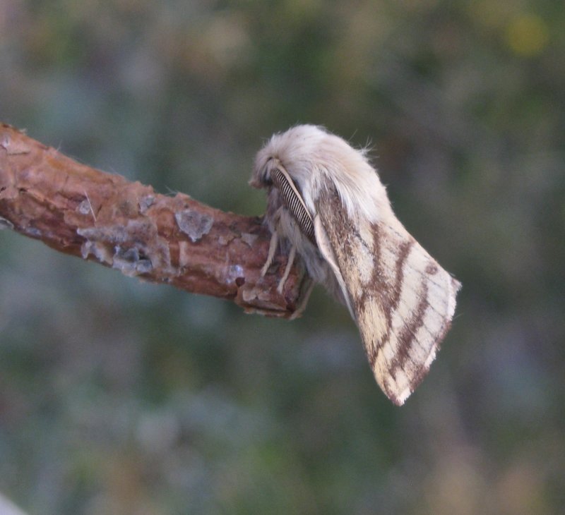 ngsringspinnare - Malacosoma castrense.jpeg