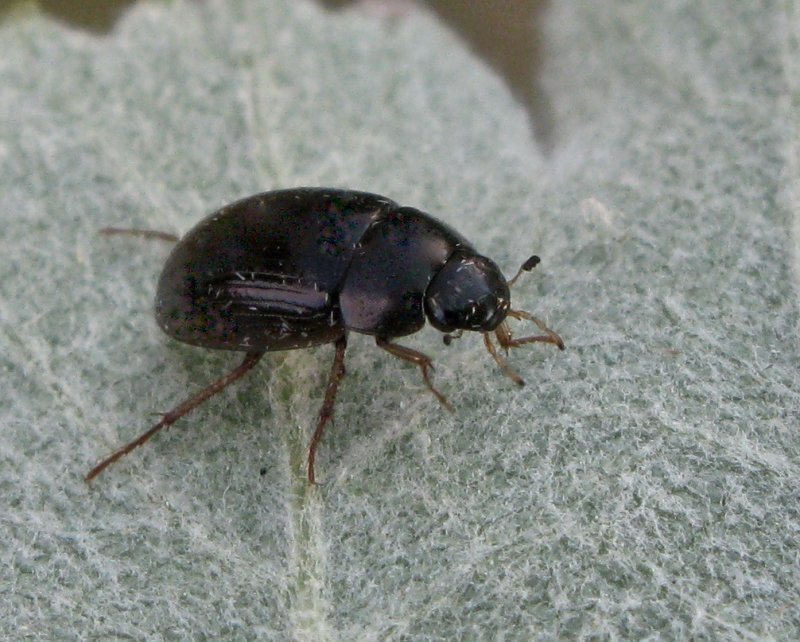 Hydrobius fuscipes.jpeg