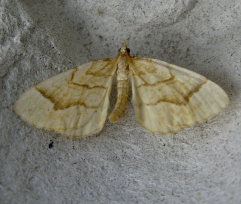 Citrongul parkmtare - Gandaritis pyraliata.jpeg
