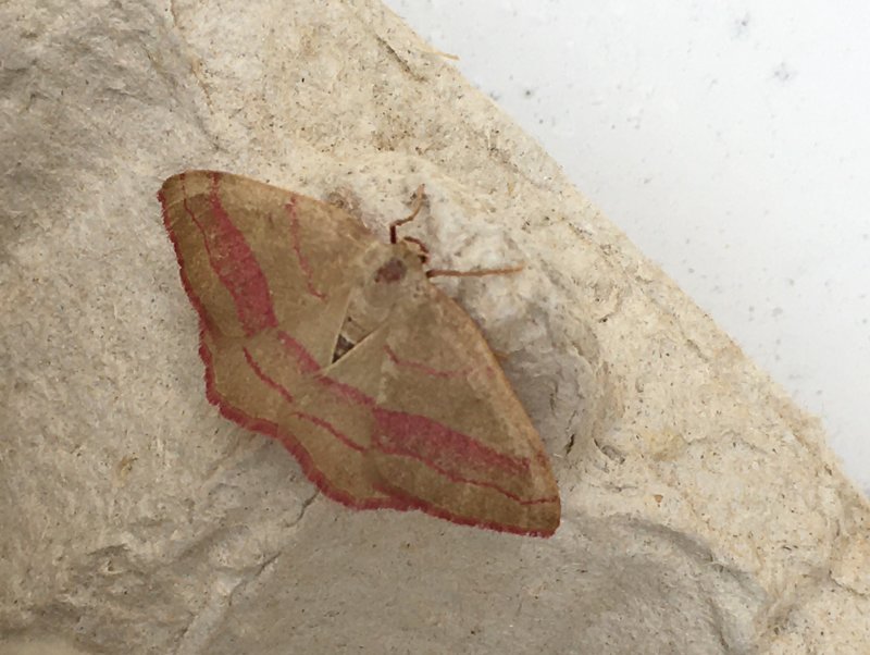 Ldermtare - Rhodostrophia vibicaria.jpeg