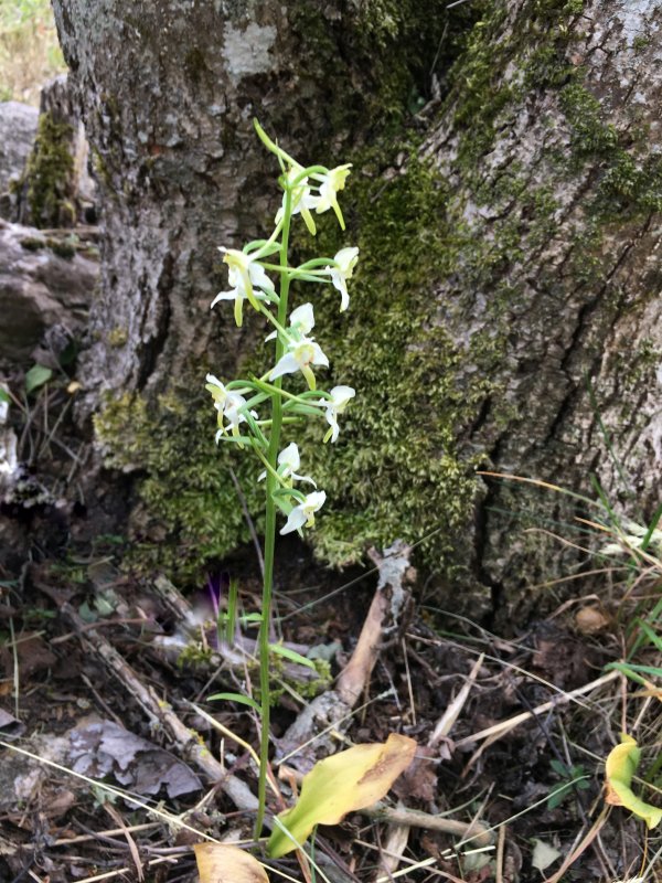 Grnvit nattviol - Platanthera chlorantha .jpg
