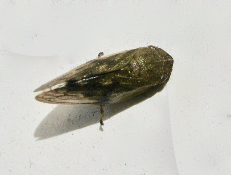 Aphrophora salicina.jpeg