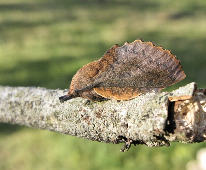 Rostfrgad bladspinnare - Gastropacha quercifolia.jpeg