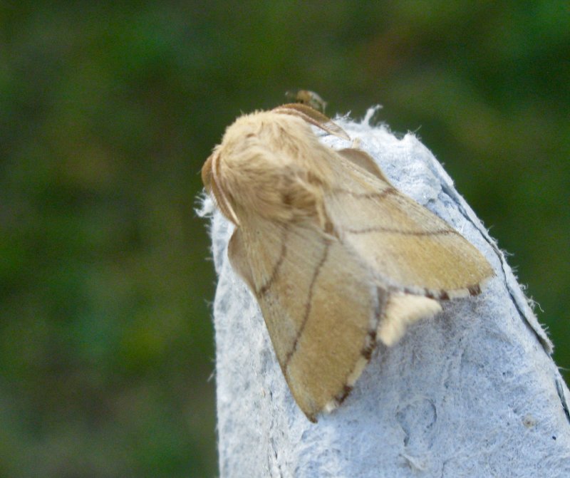 Buskringspinnare - Malacosoma neustria.jpeg