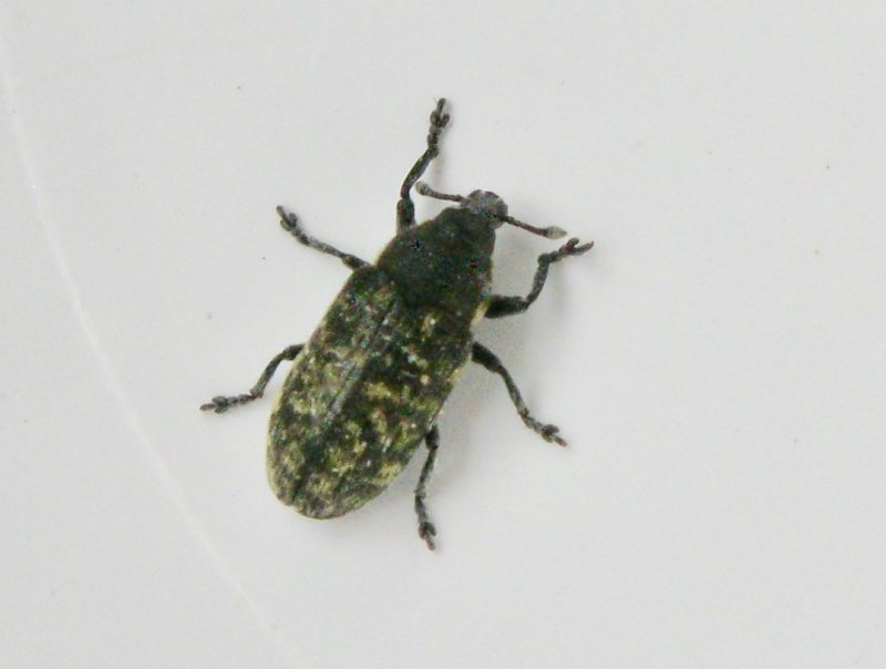 Rhinocyllis conicus - Musk Thistleweevil.jpg