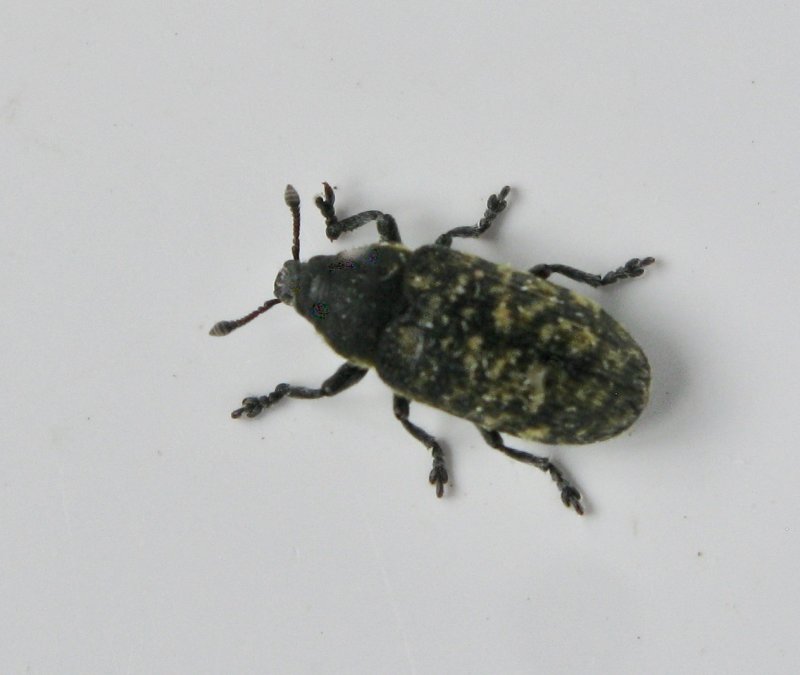 Rhinocyllis conicus - Musk Thistleweevil.jpgg