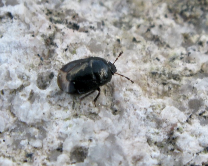 Cydnidae - Tornbenskinnbaggar
