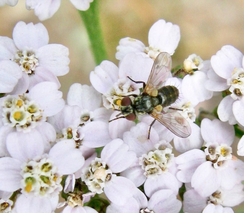 Parasitfluga.jpeg