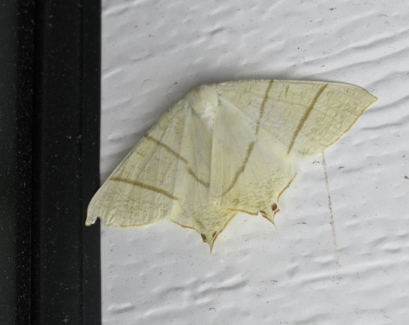 Svansmtare - Ourapteryx sambucaria