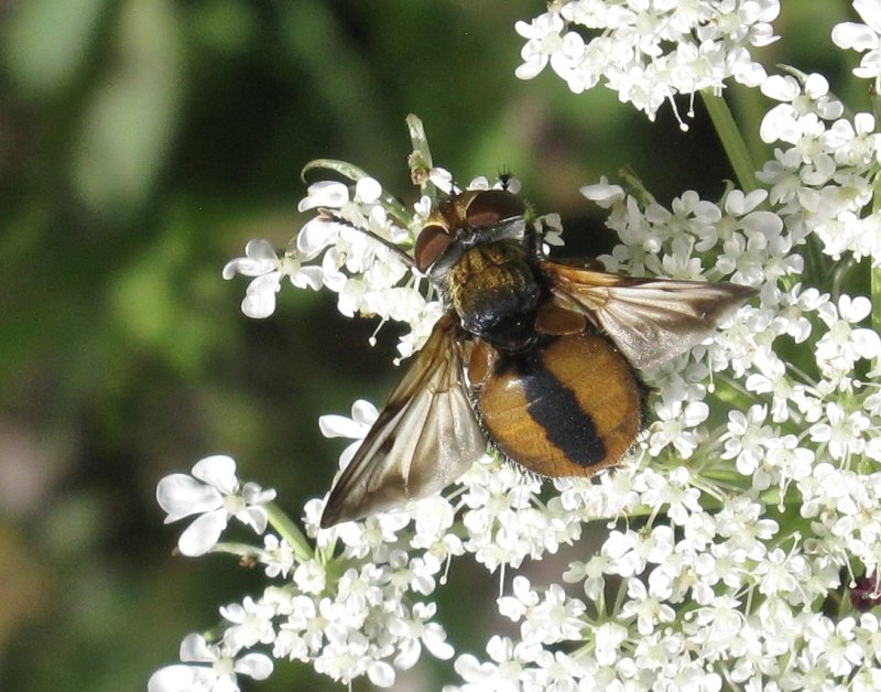 Ectophasia crassipennis.jpeg