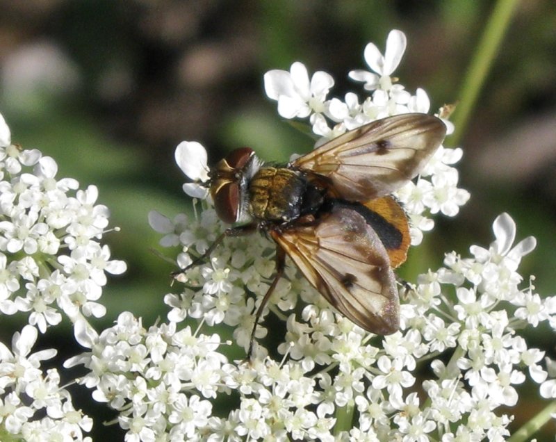 Ectophasia crassipennis.jpeg
